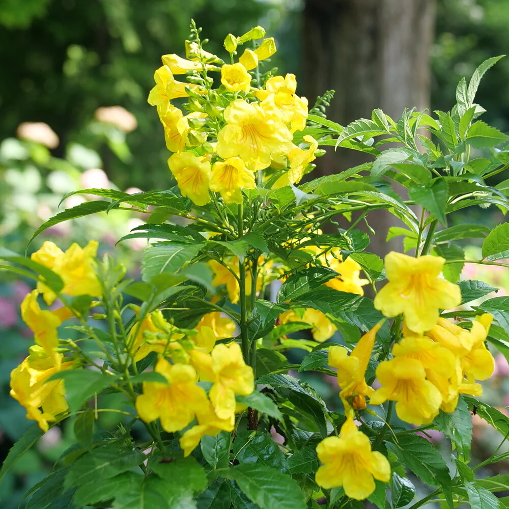 Chicklet® Gold Esperanza Tecoma