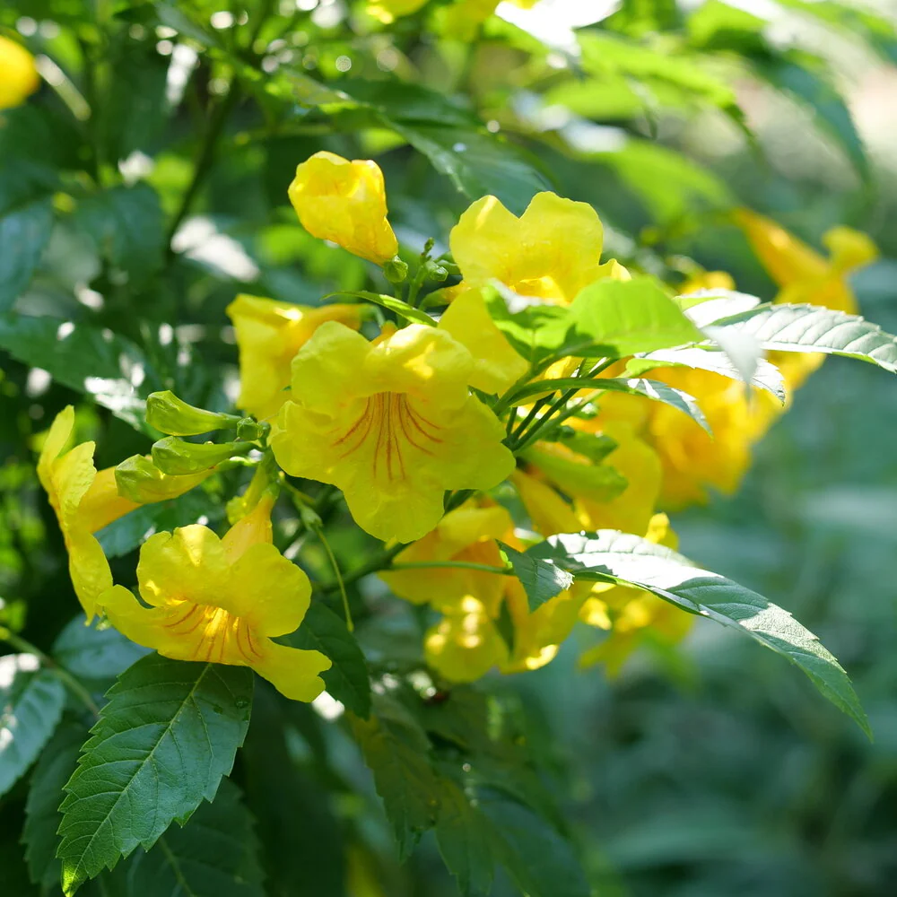 Chicklet® Gold Esperanza Tecoma - Image 2