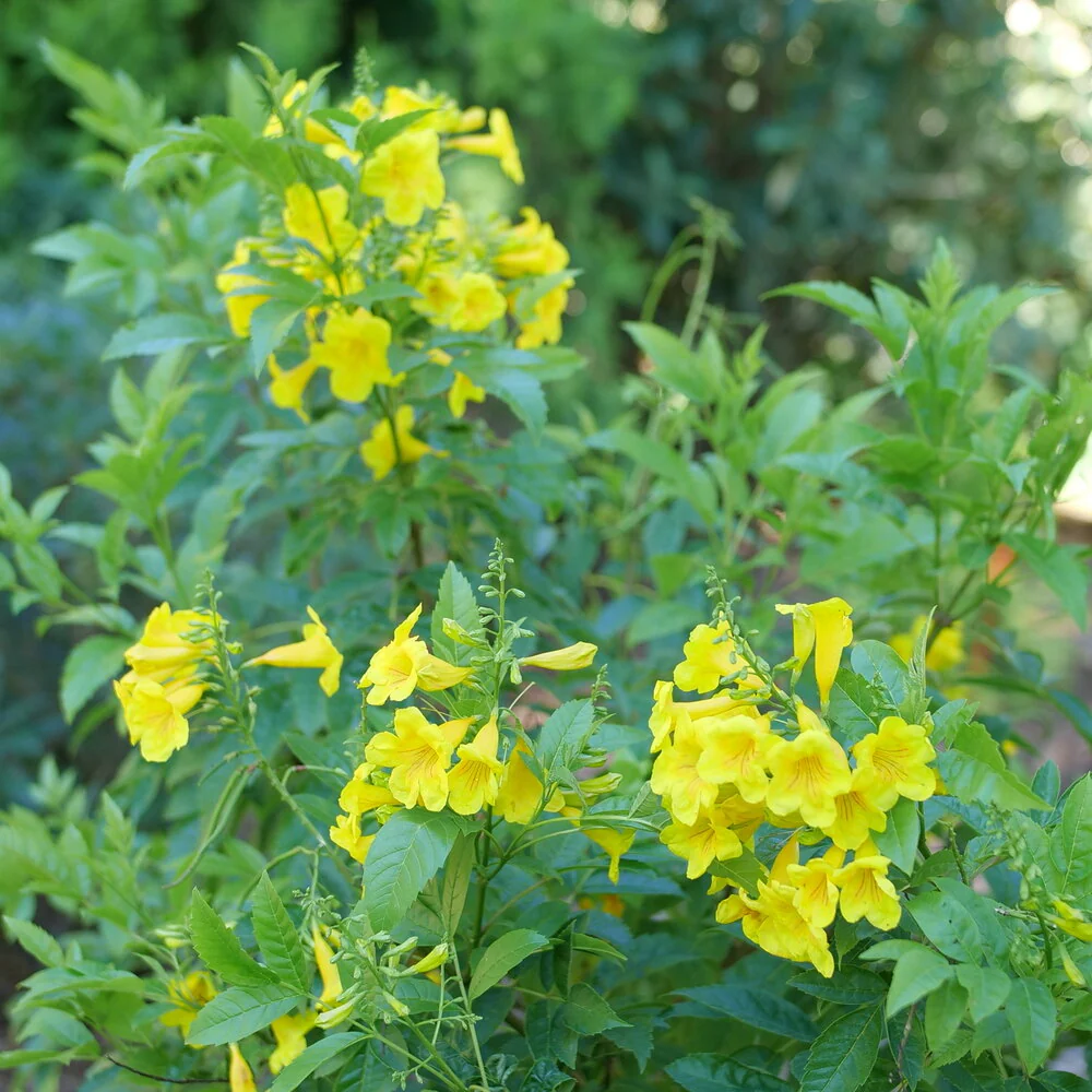 Chicklet® Gold Esperanza Tecoma - Image 3