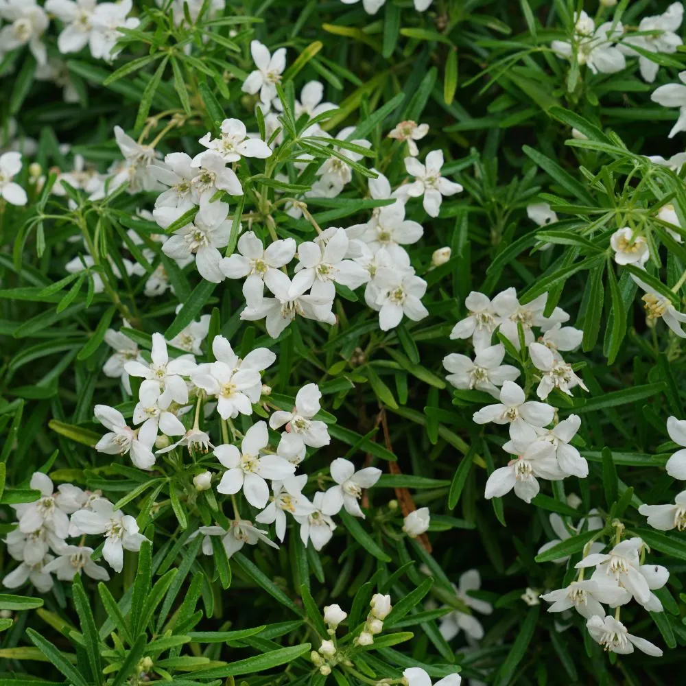 PINBALL BLIZZARD™ Mexican Orange | Proven Winners® - Image 2