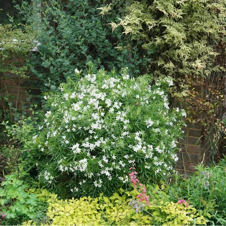 PINBALL BLIZZARD™ Mexican Orange | Proven Winners® - Image 3