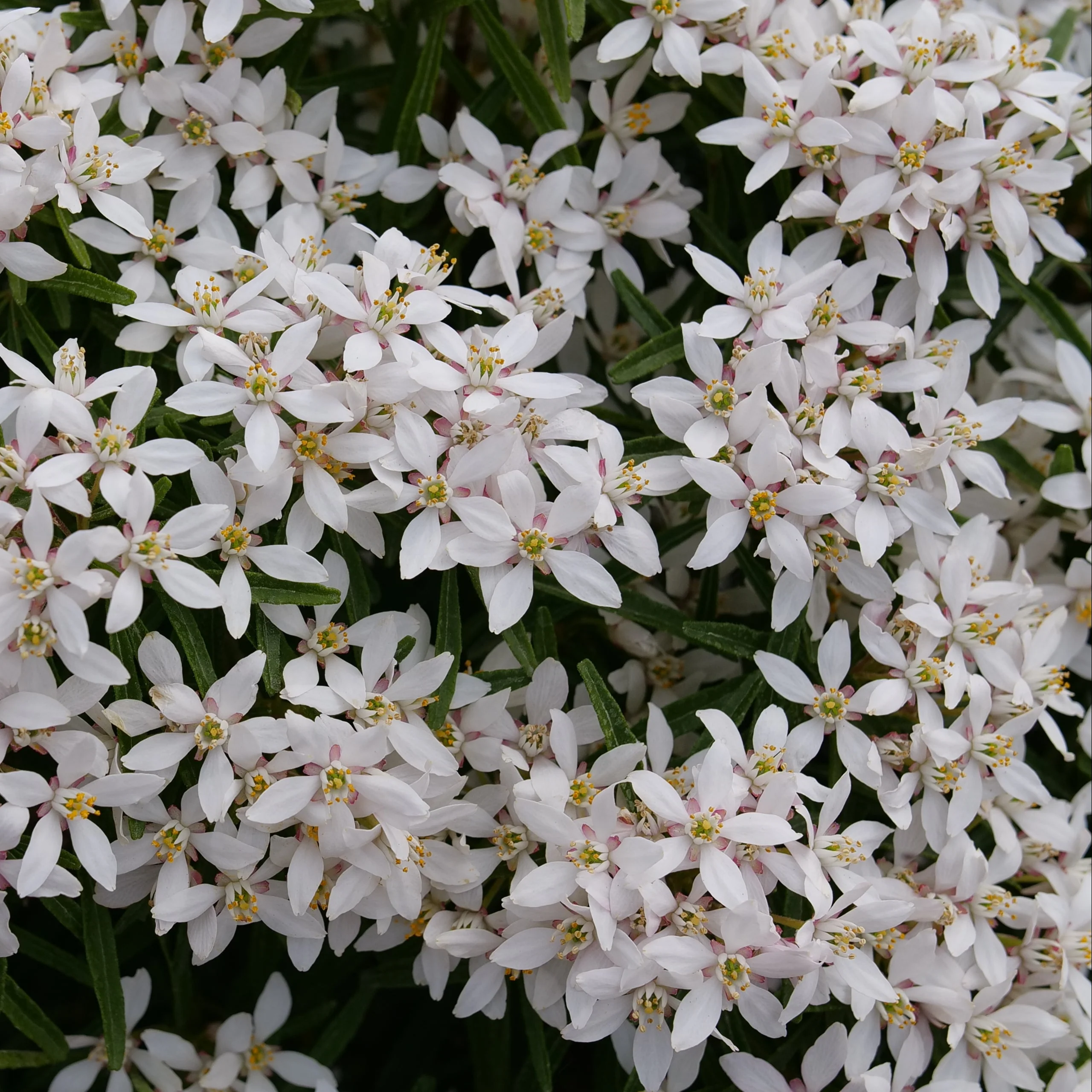 PINBALL BLIZZARD™ Mexican Orange | Proven Winners® - Image 4