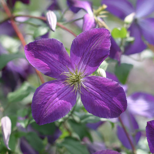 Clematis HAPPY JACK® Purple | Proven Winners®
