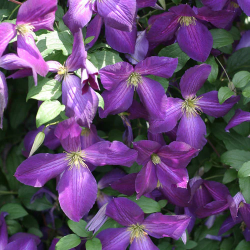 Clematis HAPPY JACK® Purple | Proven Winners® - Image 2