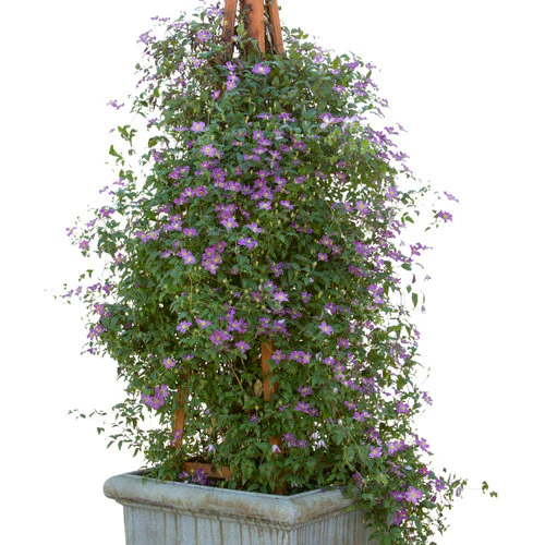 Clematis HAPPY JACK® Purple | Proven Winners® - Image 3