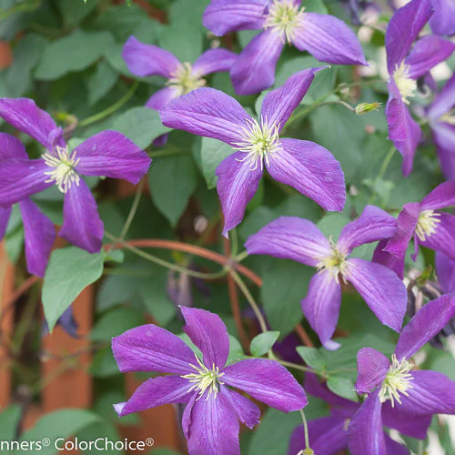 Clematis HAPPY JACK® Purple | Proven Winners® - Image 4