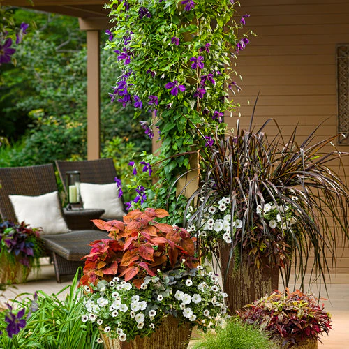 Clematis HAPPY JACK® Purple | Proven Winners® - Image 5