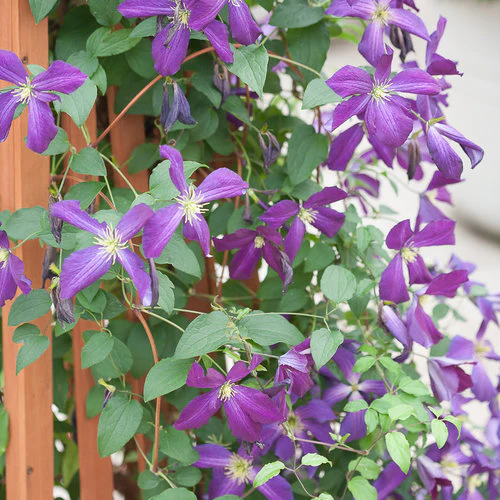 Clematis HAPPY JACK® Purple | Proven Winners® - Image 6