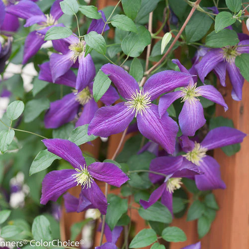 Clematis HAPPY JACK® Purple | Proven Winners® - Image 7