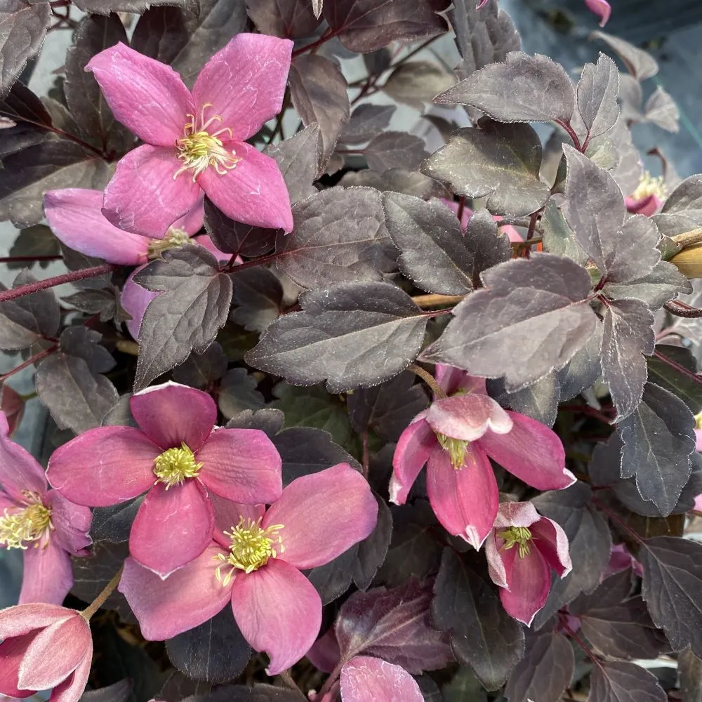MOONGATE MOCHA™ Clematis | Proven Winners®