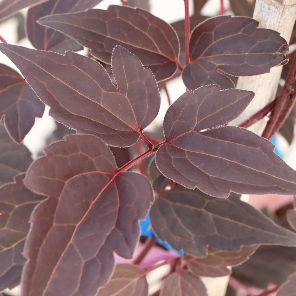 MOONGATE MOCHA™ Clematis | Proven Winners® - Image 2