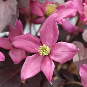 MOONGATE MOCHA™ Clematis | Proven Winners® - Image 3