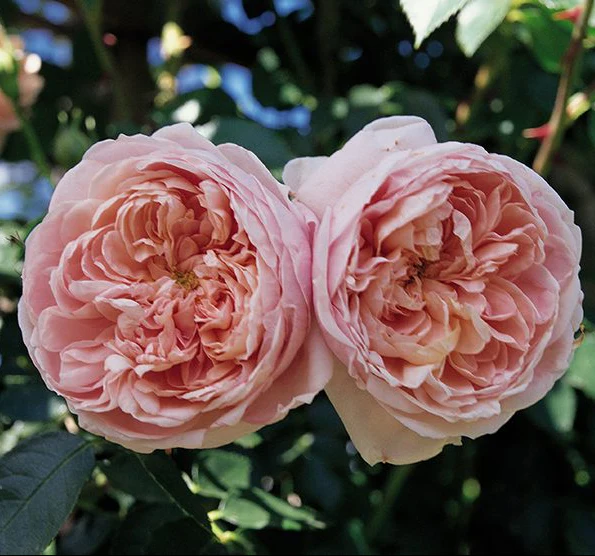 Colette™ Rose | Star® Roses - Image 3