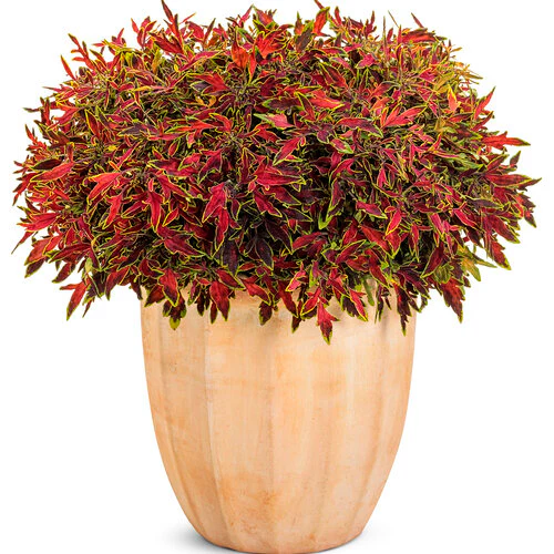 ColorBlaze® Mini Me™ Watermelon | Proven Winners® - Image 2