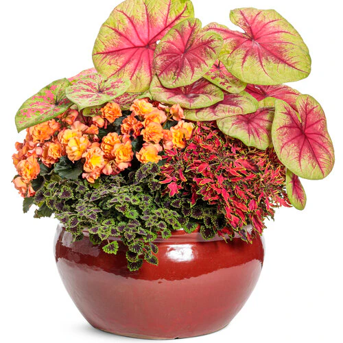 ColorBlaze® Mini Me™ Watermelon | Proven Winners® - Image 5