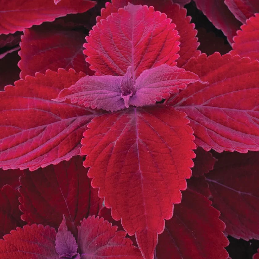 Main Street Beale Street' Coleus | Creekside Champions™ - Image 2
