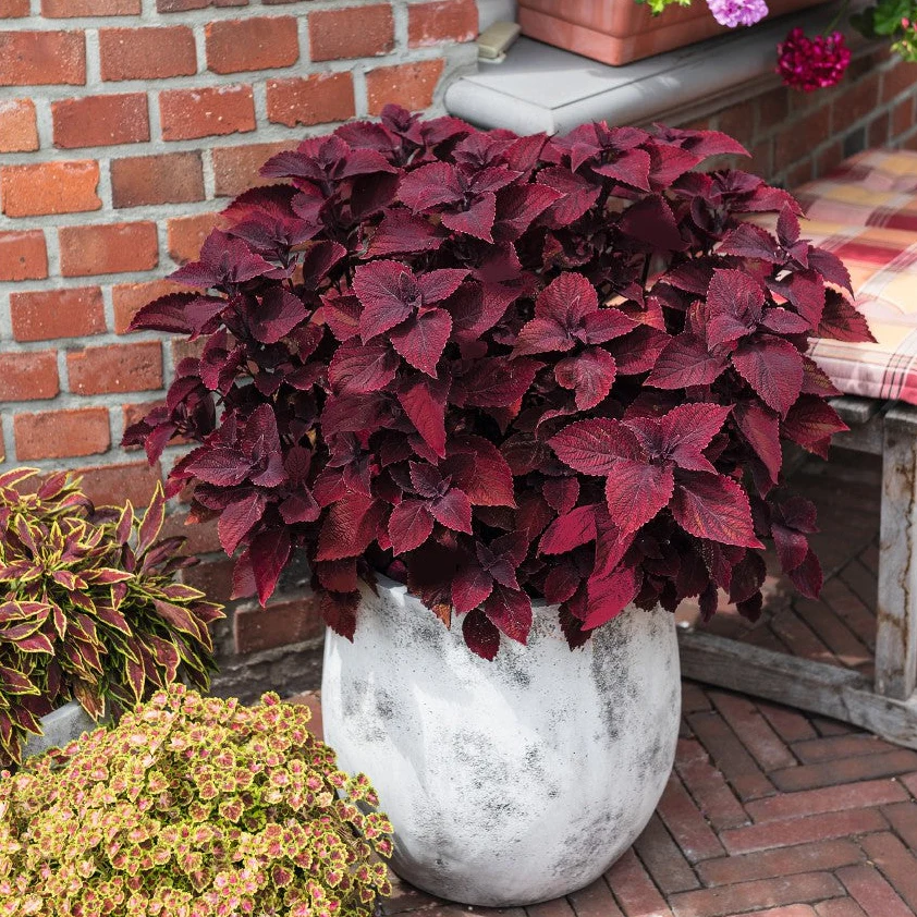 Main Street Beale Street' Coleus | Creekside Champions™ - Image 3