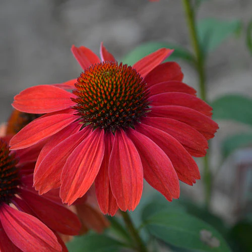 Color Coded® 'Frankly Scarlet' Coneflower Echinacea | Proven Winners®