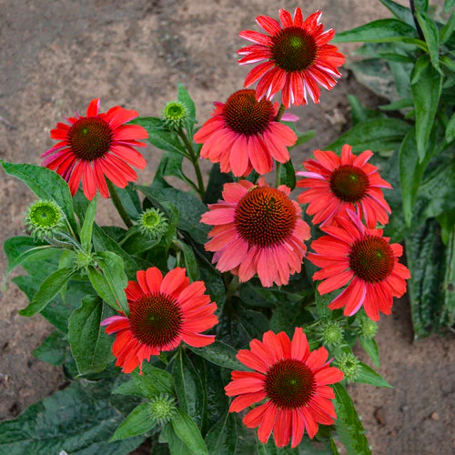 Color Coded® 'Frankly Scarlet' Coneflower Echinacea | Proven Winners® - Image 2