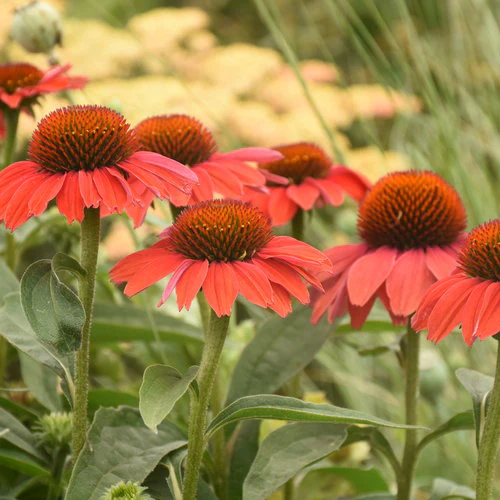 Color Coded® 'Frankly Scarlet' Coneflower Echinacea | Proven Winners® - Image 3