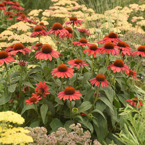 Color Coded® 'Frankly Scarlet' Coneflower Echinacea | Proven Winners® - Image 4