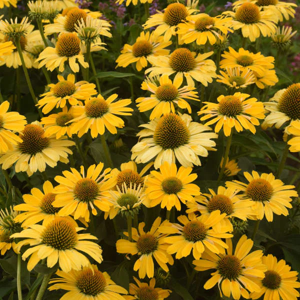 Color Coded® 'Yellow My Darling' Coneflower Echinacea | Proven Winners®