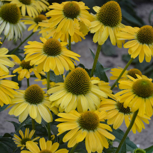 Color Coded® 'Yellow My Darling' Coneflower Echinacea | Proven Winners® - Image 2