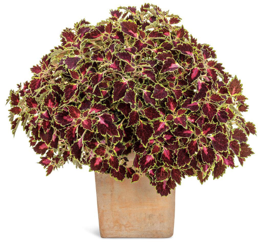 ColorBlaze® Cherry Drop Coleus | Proven Winners® - Image 3