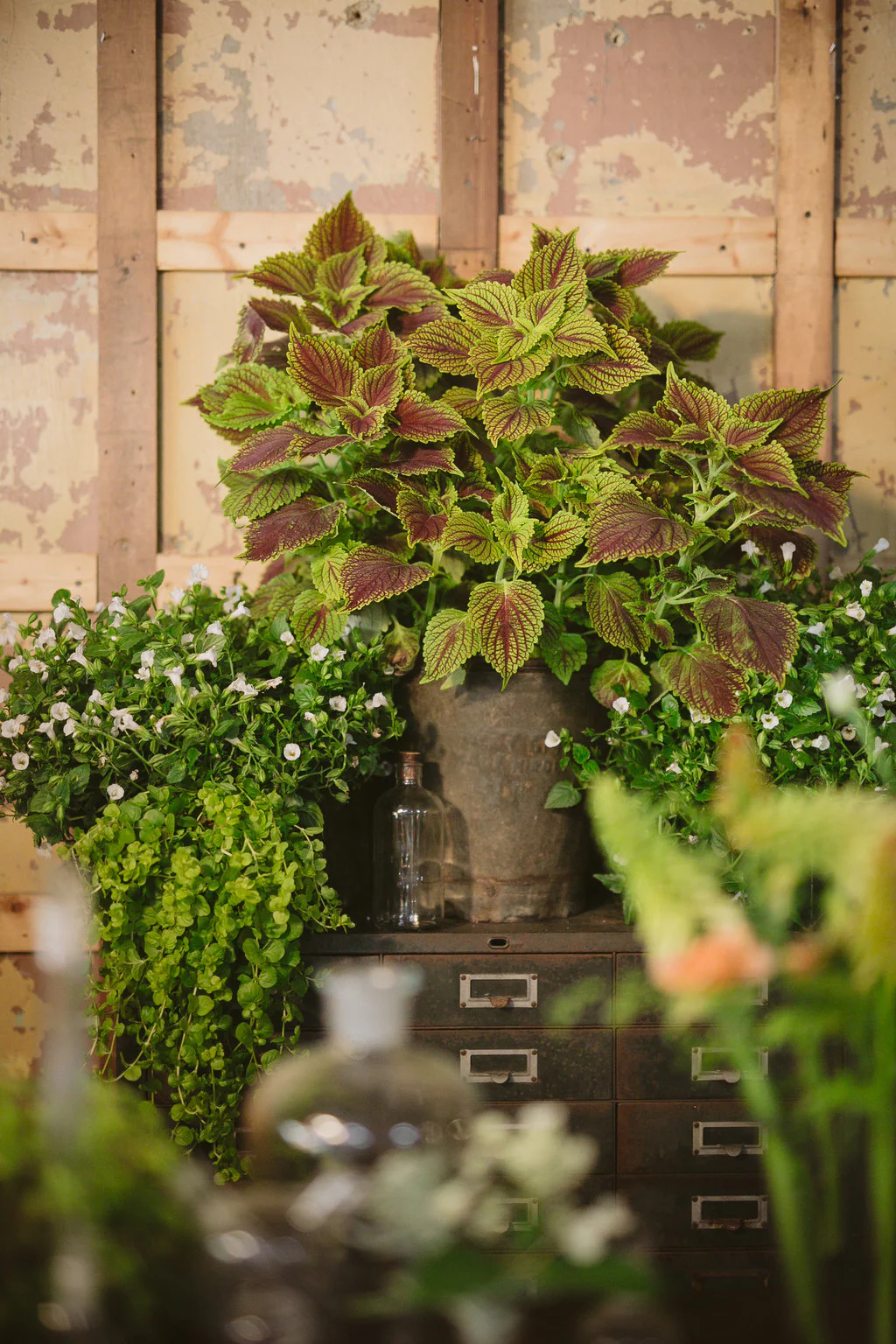ColorBlaze® Golden Dreams™ Coleus | Proven Winners® - Image 3