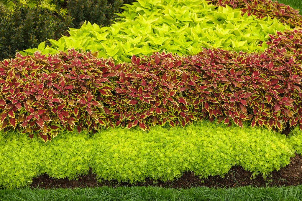 ColorBlaze® Lime Time™ Coleus | Proven Winners® - Image 3