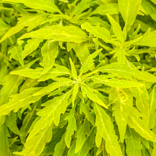 ColorBlaze® Mini Me™ Chartreuse Coleus | Proven Winners®