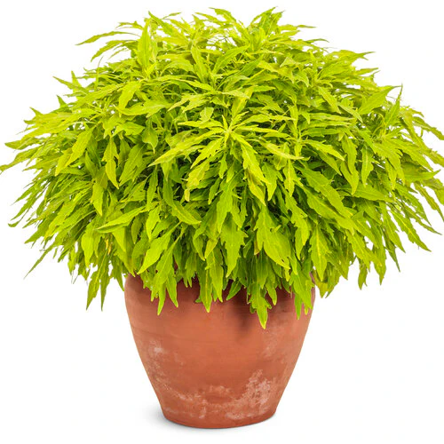 ColorBlaze® Mini Me™ Chartreuse Coleus | Proven Winners® - Image 2