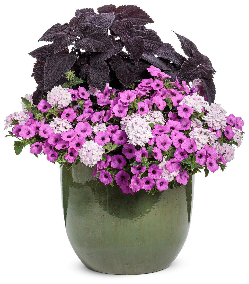 ColorBlaze® Newly Noir™ Coleus | Proven Winners® - Image 3