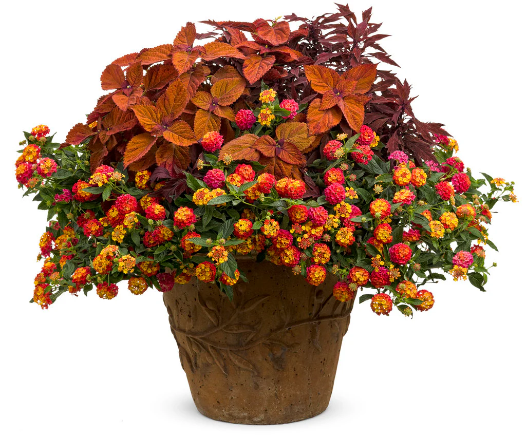 ColorBlaze® Sedona Sunset™ Coleus | Proven Winners® - Image 3