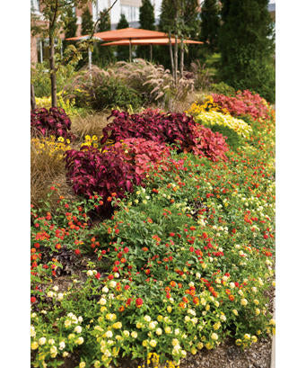 ColorBlaze® Sedona Sunset™ Coleus | Proven Winners® - Image 4