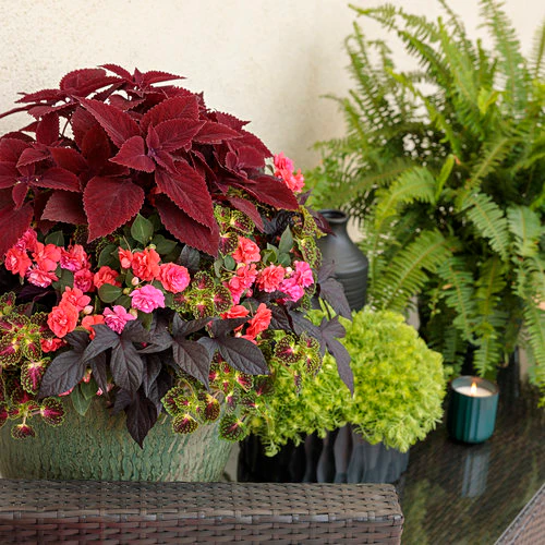 ColorBlaze® Strawberry Drop Coleus | Proven Winners® - Image 3