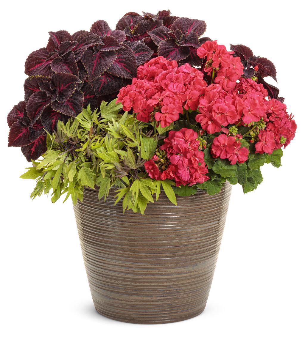 ColorBlaze® Torchlight® Coleus | Proven Winners® - Image 3