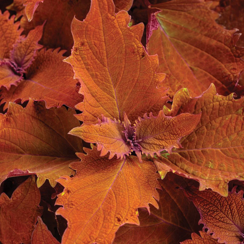 ColorBlaze® Wicked Hot™ Coleus | Proven Winners®