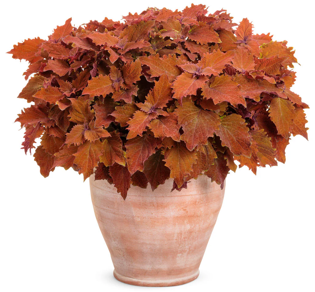 ColorBlaze® Wicked Hot™ Coleus | Proven Winners® - Image 2