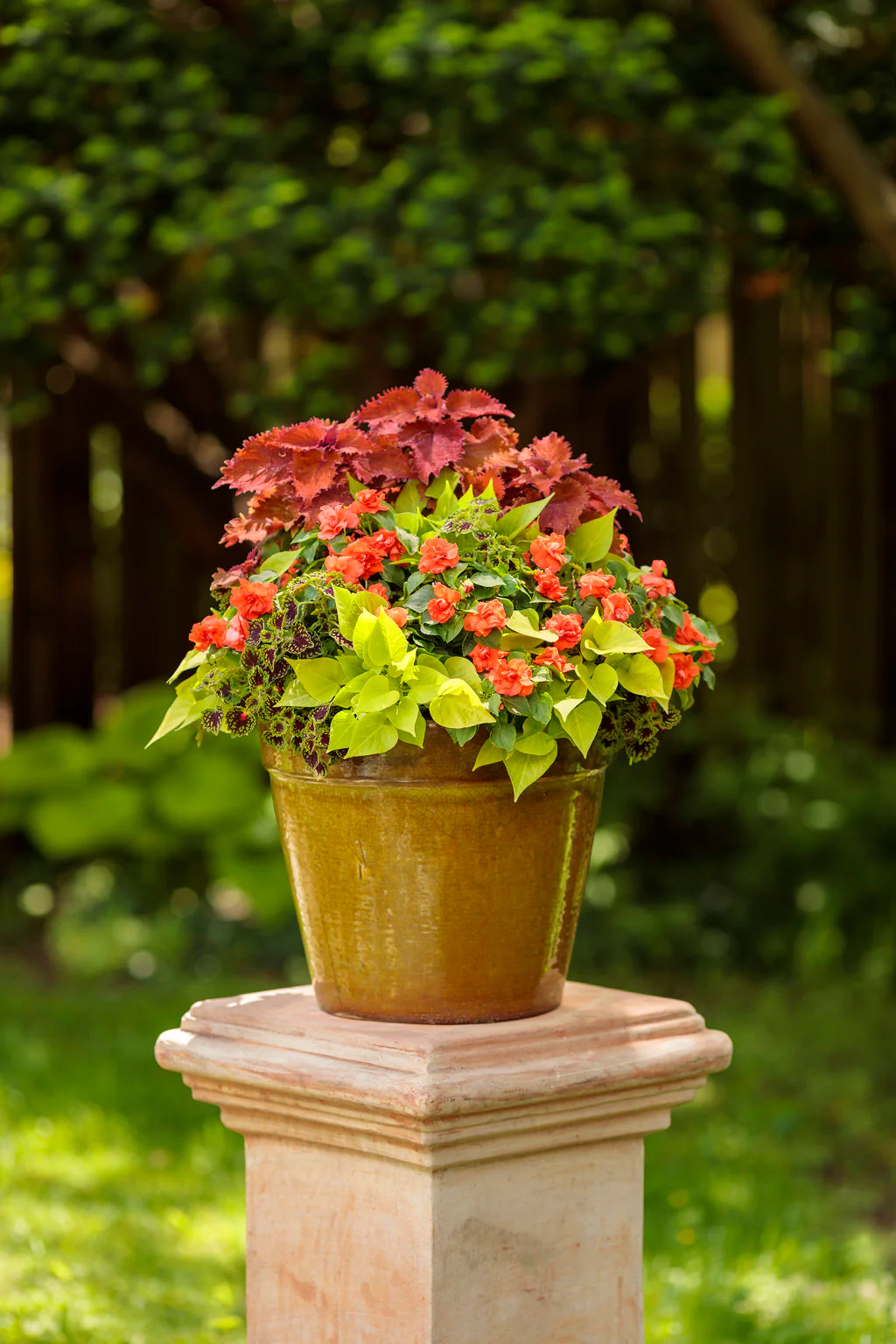 ColorBlaze® Wicked Hot™ Coleus | Proven Winners® - Image 3