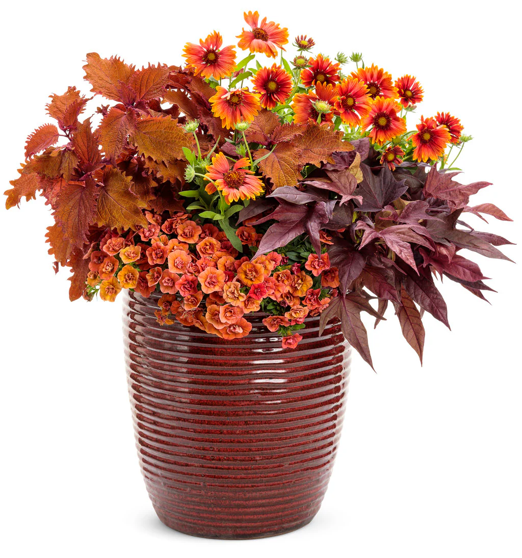 ColorBlaze® Wicked Hot™ Coleus | Proven Winners® - Image 4