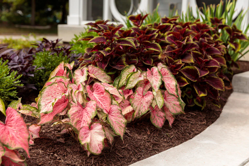ColorBlaze® Wicked Witch™ Coleus | Proven Winners® - Image 3