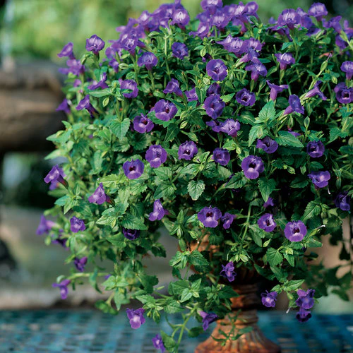 Summer Wave® Large Violet Torenia | Proven Winners® - Image 3