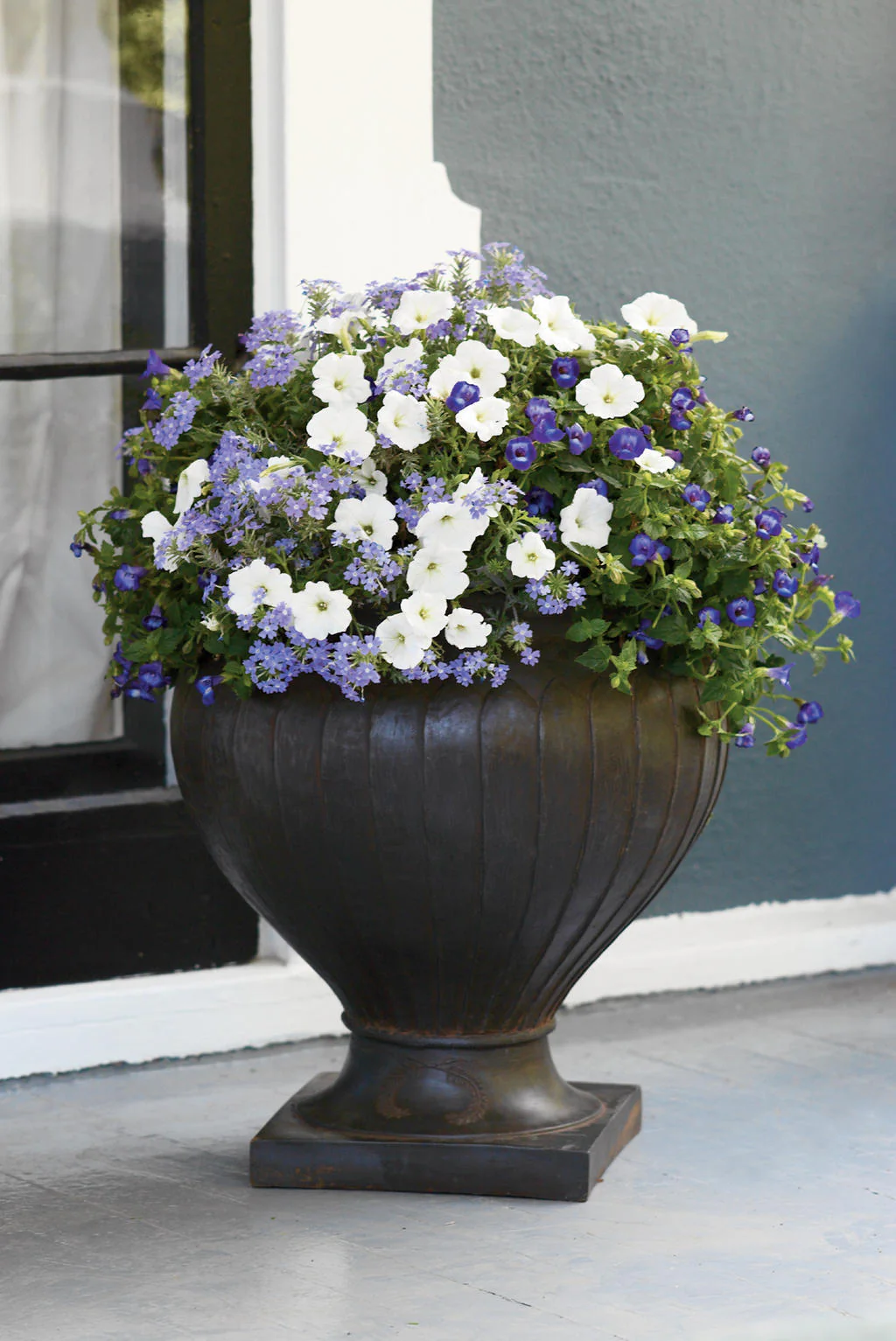 Summer Wave® Large Violet Torenia | Proven Winners® - Image 4