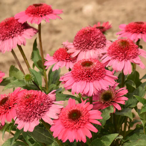Double Coded® 'Coral Cranberry' Echinacea | Proven Winners®