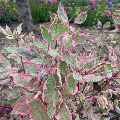 SGT. PEPPER® Tatarian dogwood, white dogwood | Proven Winners®