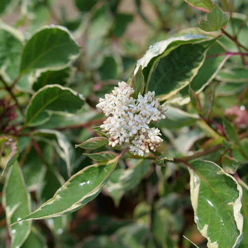 SGT. PEPPER® Tatarian dogwood, white dogwood | Proven Winners® - Image 2