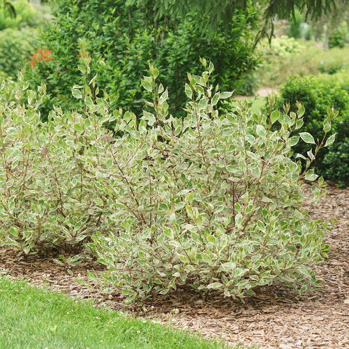 SGT. PEPPER® Tatarian dogwood, white dogwood | Proven Winners® - Image 3