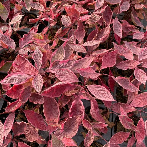 SGT. PEPPER® Tatarian dogwood, white dogwood | Proven Winners® - Image 4