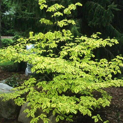 GOLDEN SHADOWS® Dogwood-Pagoda | Proven Winners®